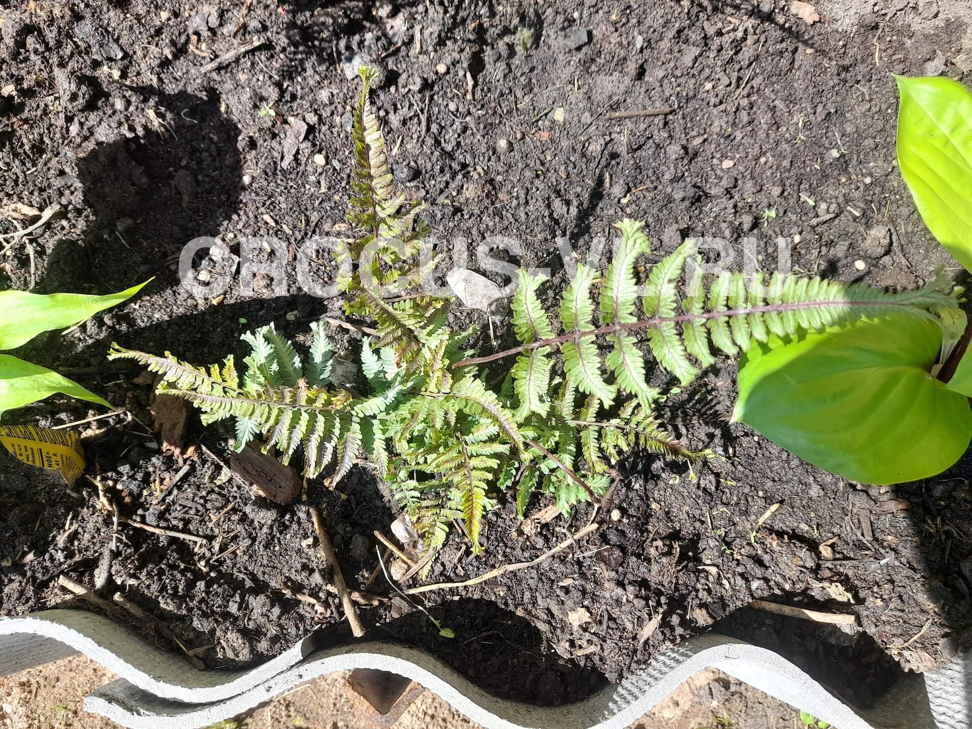 Кочедыжник ниппонский «Crested Surf»